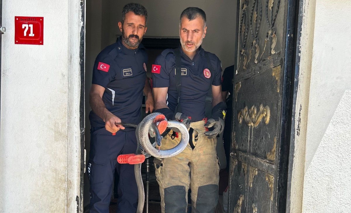 Adıyaman’da evde yılan paniği - Videolu Haber
