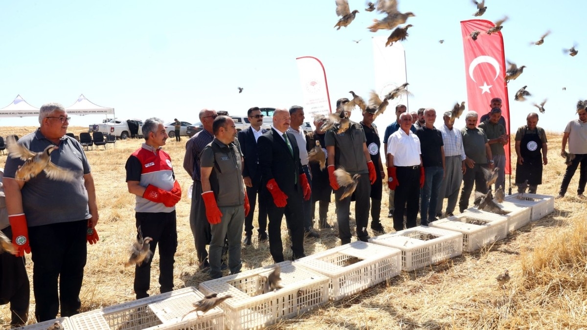 Adıyaman’da ekosistem için önemli adım: Kırsalda 1000 keklik doğaya salındı