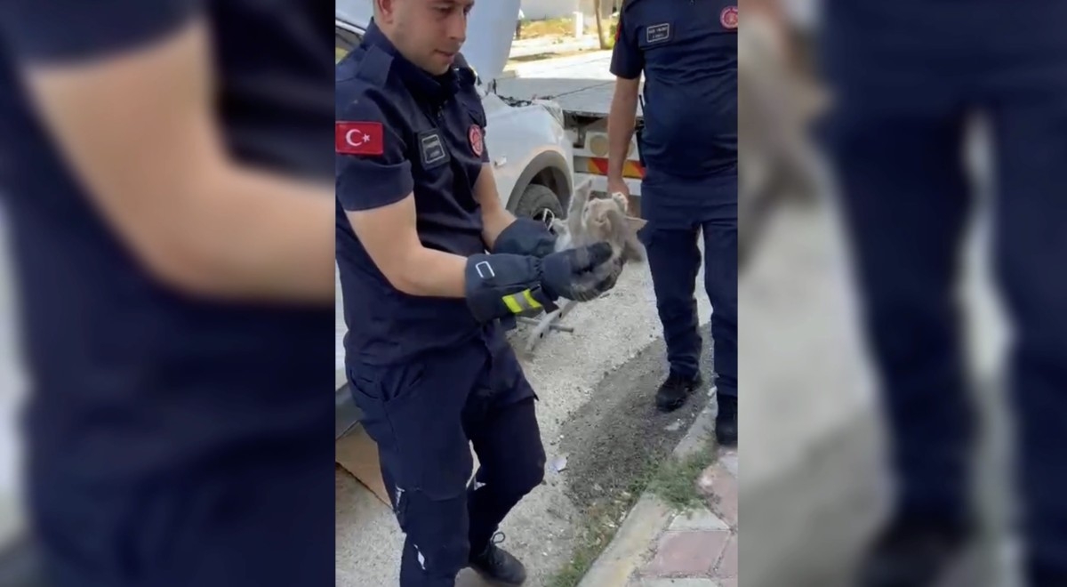 Otomobilin motor kısmına giren yavru kedi kurtarıldı - Videolu Haber